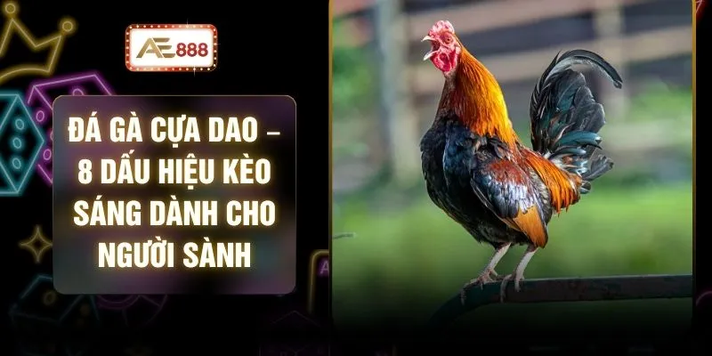 Đá Gà Cựa Dao – 8 Dấu Hiệu Kèo Sáng Dành Cho Người Sành