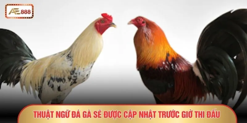 Thuật ngữ đá gà sẽ được cập nhật trước giờ thi đấu